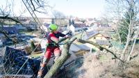 Carolina Tree Removal Pros of Greensboro image 2